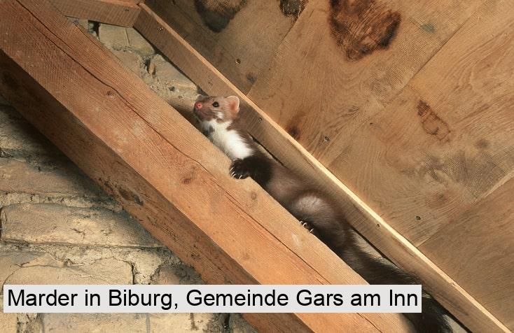 Marder in Biburg, Gemeinde Gars am Inn